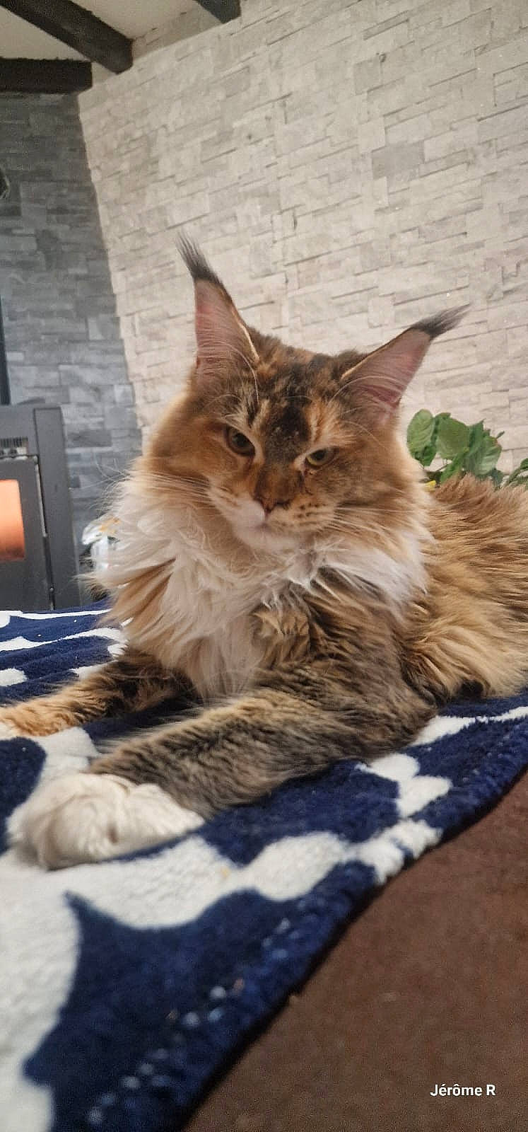 Uniq a rejoint le concours — aidez-le/la à gagner de superbes lots ! carnivore, cat, claw, comfort, domestic_short_haired_cat, fawn, felidae, fur, maine_coon, paw, sitting, small_to_medium_sized_cats, snout, tail, terrestrial_animal, whiskers