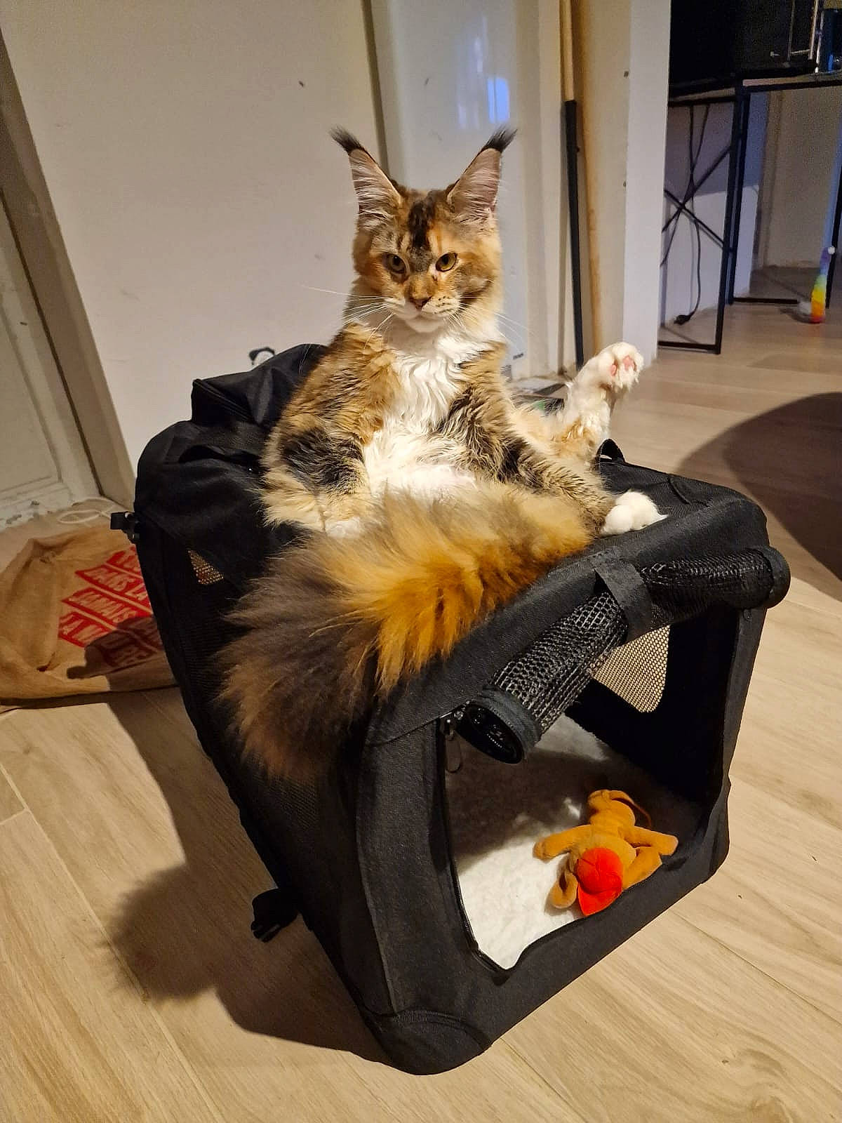 Uniq participe au concours pour gagner de l'argent avec cette photo : bag, carnivore, cat, claw, comfort, domestic_short_haired_cat, door, felidae, flooring, fur, hardwood, lap, luggage_and_bags, paw, sitting, small_to_medium_sized_cats, tail, whiskers, wood, wood_flooring