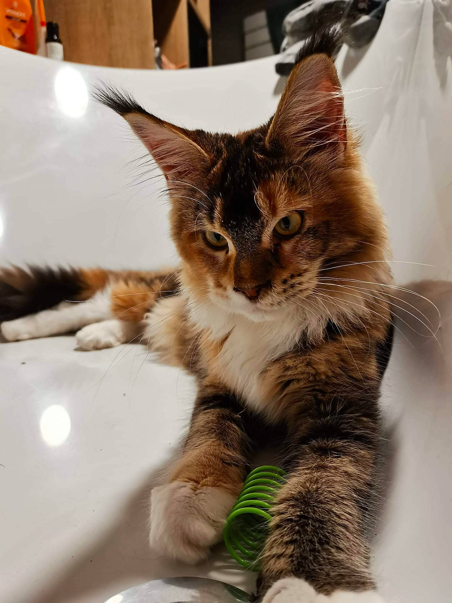 Uniq a rejoint le concours — aidez-le/la à gagner de superbes lots ! carnivore, cat, claw, domestic_short_haired_cat, fawn, felidae, fur, paw, plant, small_to_medium_sized_cats, snout, tail, terrestrial_animal, whiskers, wildlife