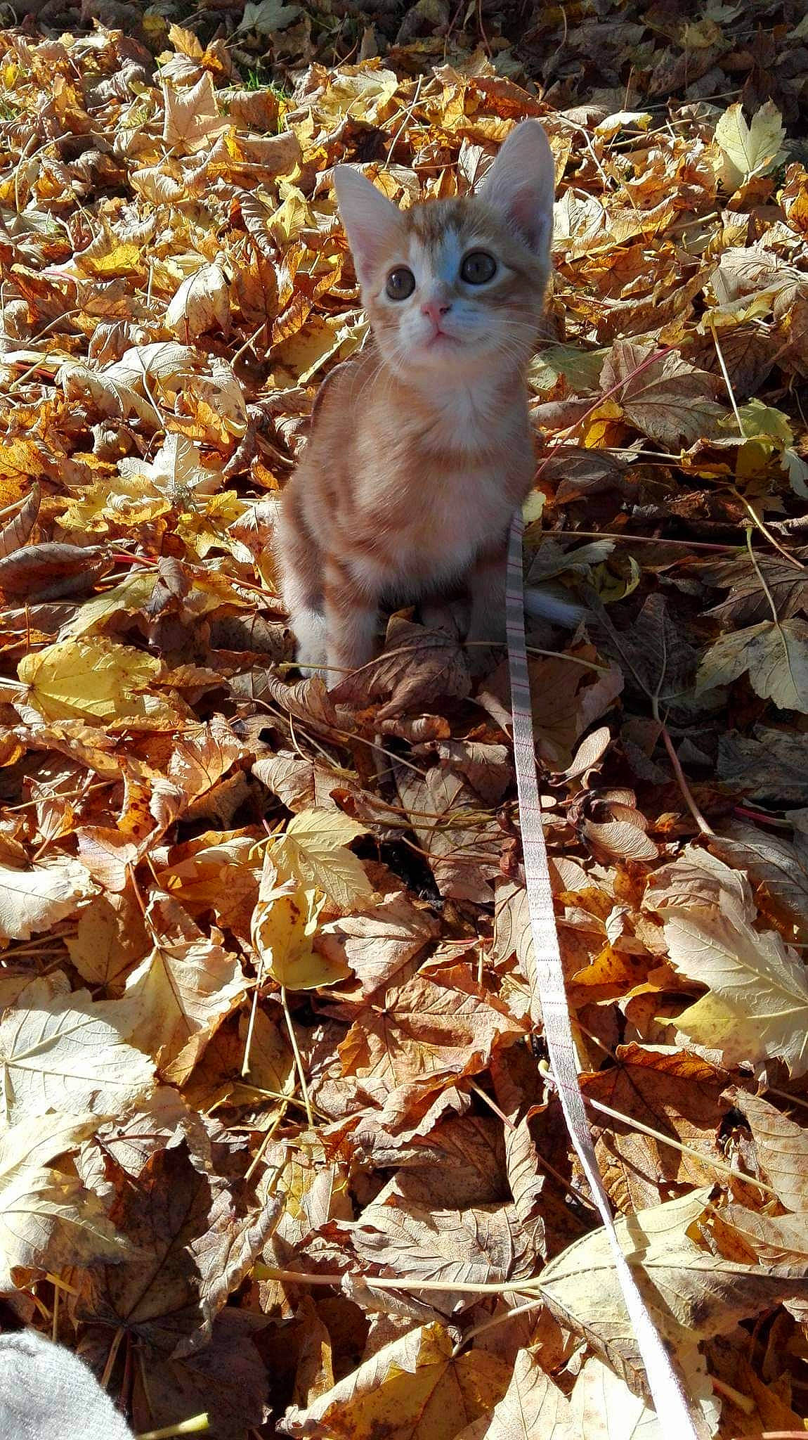 Navy participe au concours pour gagner de l'argent avec cette photo : branch, carnivore, cat, domestic_short_haired_cat, fawn, felidae, fur, grass, leaf, plant, plant_stem, small_to_medium_sized_cats, snout, soil, tail, tree, twig, whiskers, wildlife, wood
