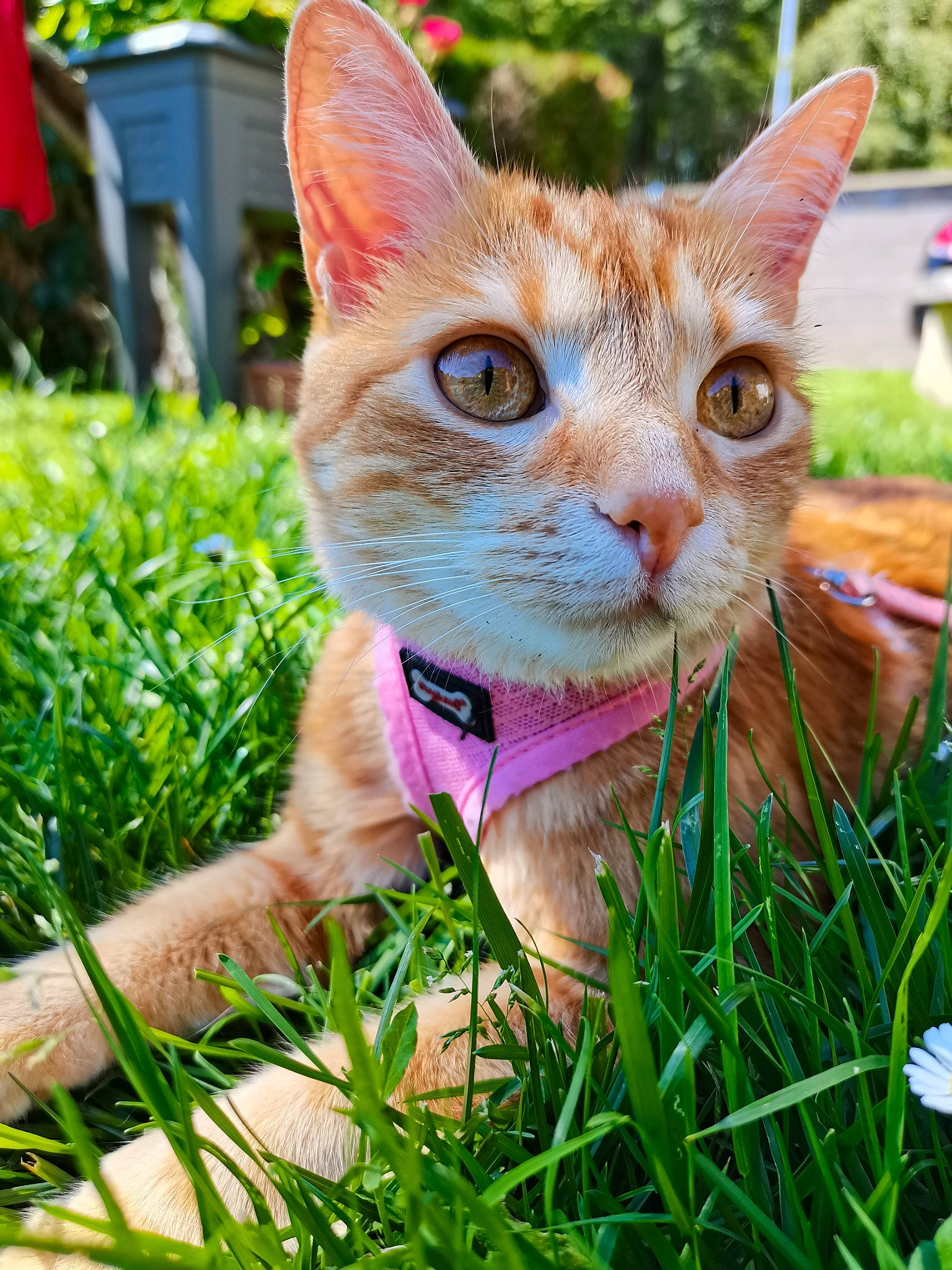 Navy a rejoint le concours — aidez-le/la à gagner de superbes lots ! art, carnivore, cat, collar, domestic_short_haired_cat, fawn, felidae, fur, garden, grass, groundcover, plant, small_to_medium_sized_cats, snout, tail, terrestrial_animal, tree, whiskers, wildlife