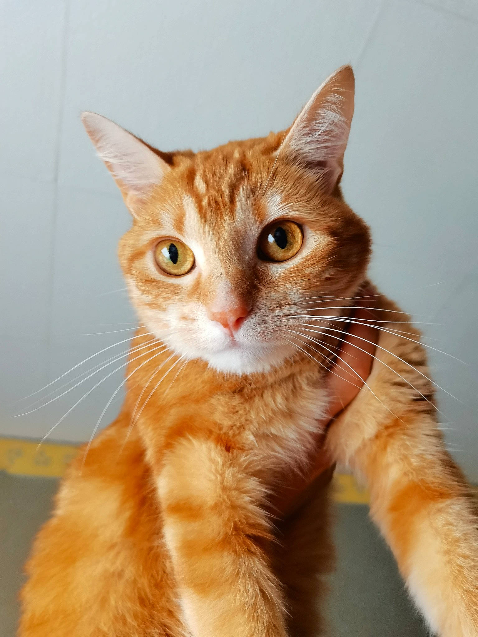 Navy a rejoint le concours — aidez-le/la à gagner de superbes lots ! carnivore, cat, claw, close_up, domestic_short_haired_cat, ear, fawn, felidae, fur, iris, paw, peach, sitting, small_to_medium_sized_cats, snout, tail, whiskers, window