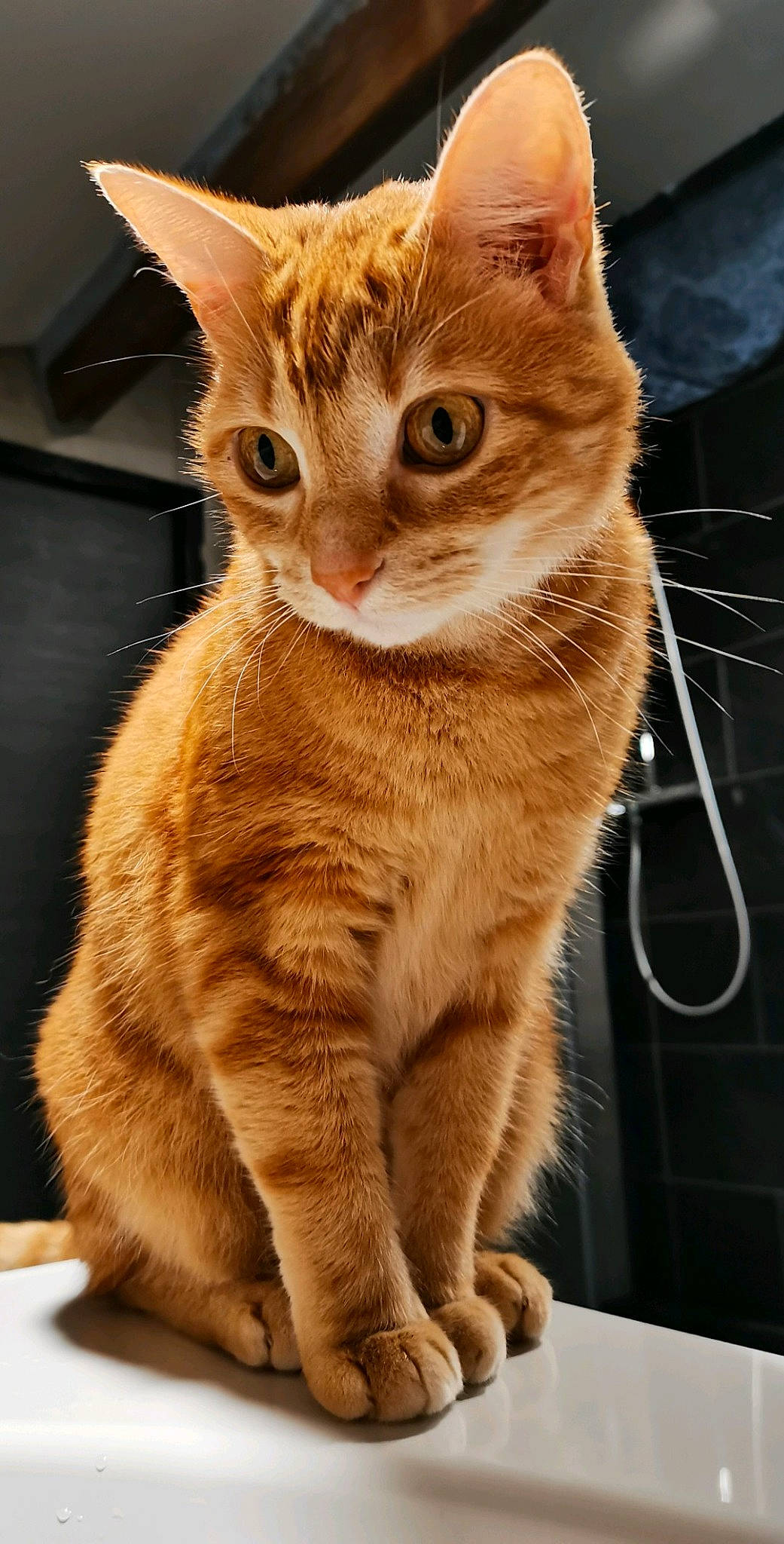 Navy participe au concours pour gagner de l'argent avec cette photo : carnivore, cat, cat_supply, claw, collar, domestic_short_haired_cat, eye, fawn, felidae, fur, paw, pet_supply, sitting, small_to_medium_sized_cats, snout, tail, terrestrial_animal, whiskers, wildlife, window