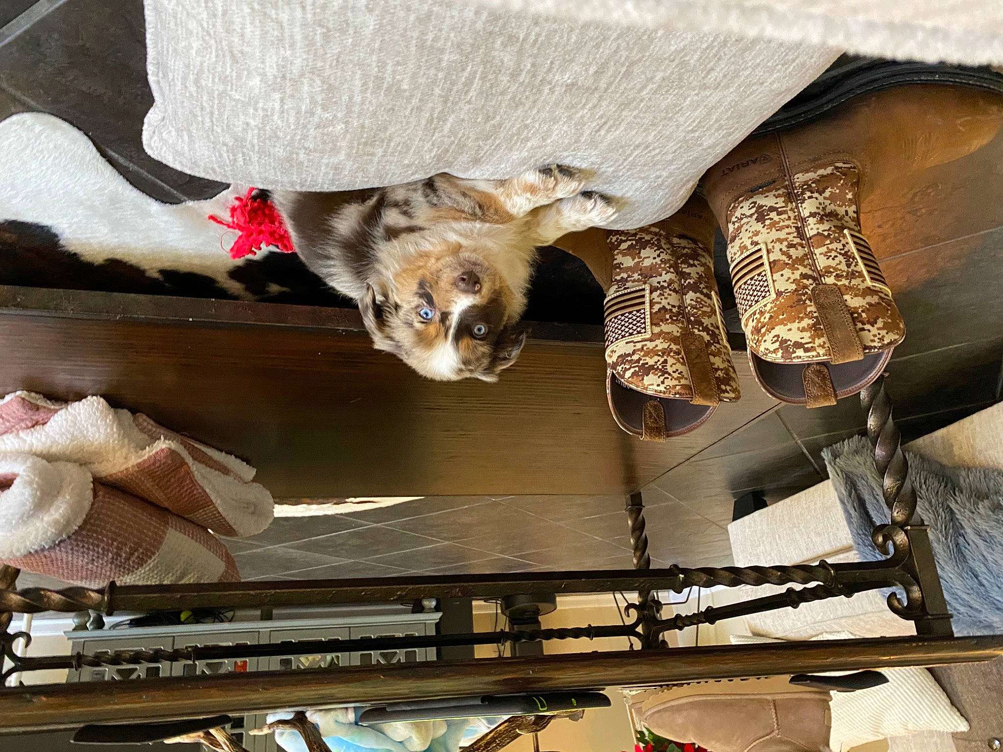 Camo joined the competition — help win amazing prizes! bird, carnivore, cat, felidae, home_accessories, kitten, small_to_medium_sized_cats, throw_pillow, vertebrate, whiskers