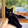 black_cat, cat, windowsill, window, yellow_eyes, relaxed, indoor, wooden_frame, sunlight, blurred_background, pet, animal, feline, looking, closeup, daylight, domestic_cat, resting, cozy, curious