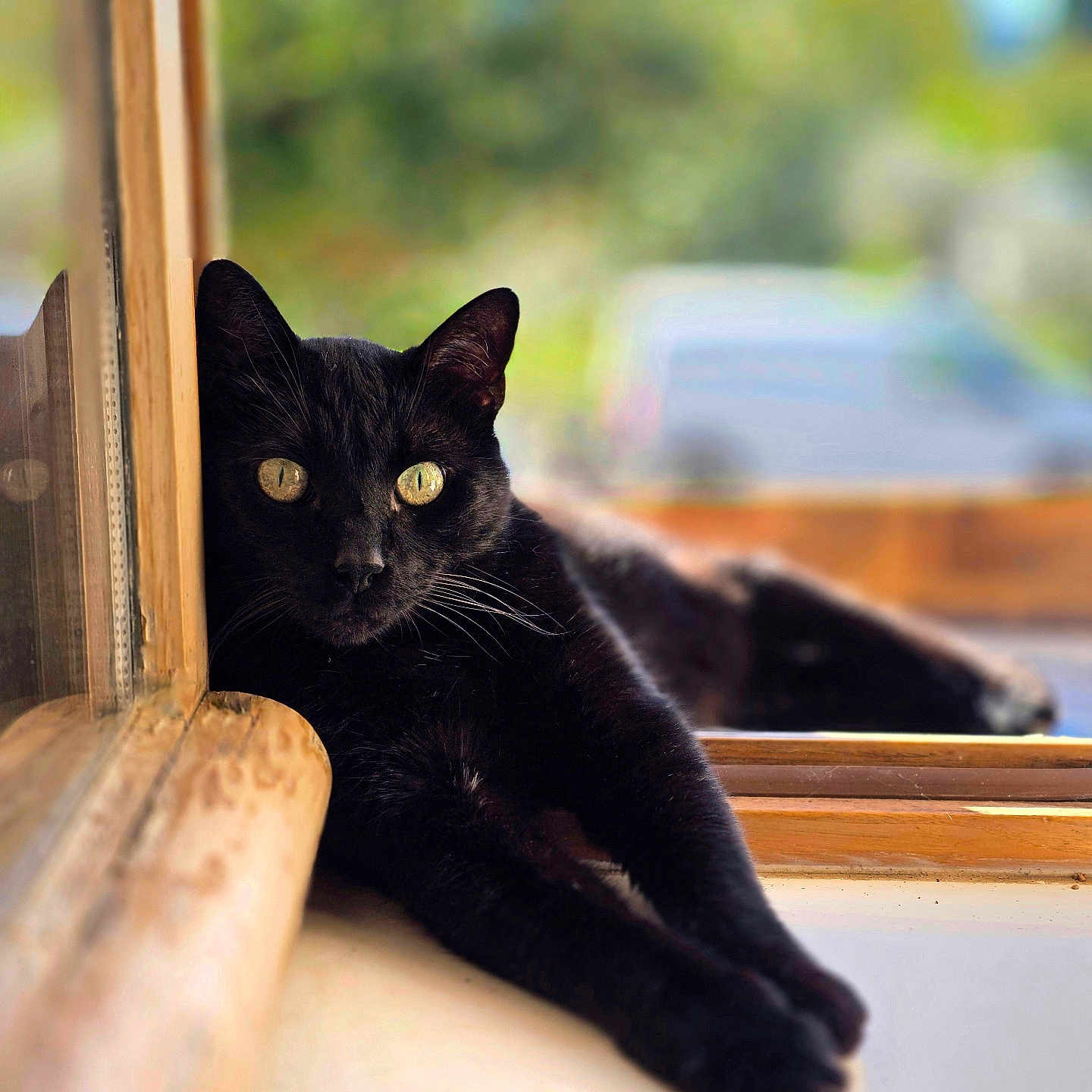 Sanka participe au concours pour gagner de l'argent avec cette photo : black_cat, cat, windowsill, window, yellow_eyes, relaxed, indoor, wooden_frame, sunlight, blurred_background, pet, animal, feline, looking, closeup, daylight, domestic_cat, resting, cozy, curious