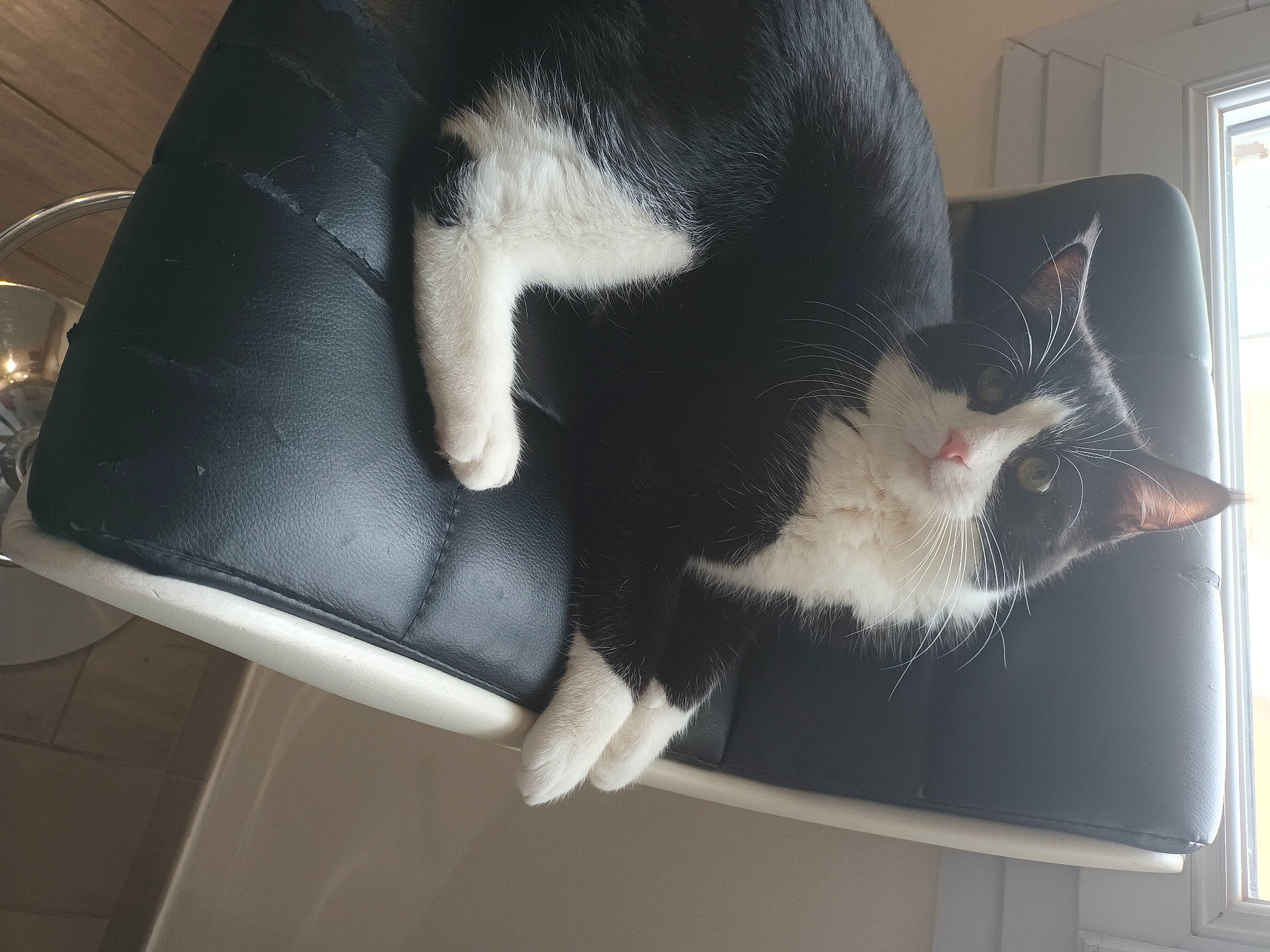 Liam a rejoint le concours — aidez-le/la à gagner de superbes lots ! black_cat, canidae, carnivore, cat, cat_supply, claw, comfort, domestic_short_haired_cat, ear, fashion_accessory, felidae, fur, paw, small_to_medium_sized_cats, snout, tail, whiskers, window