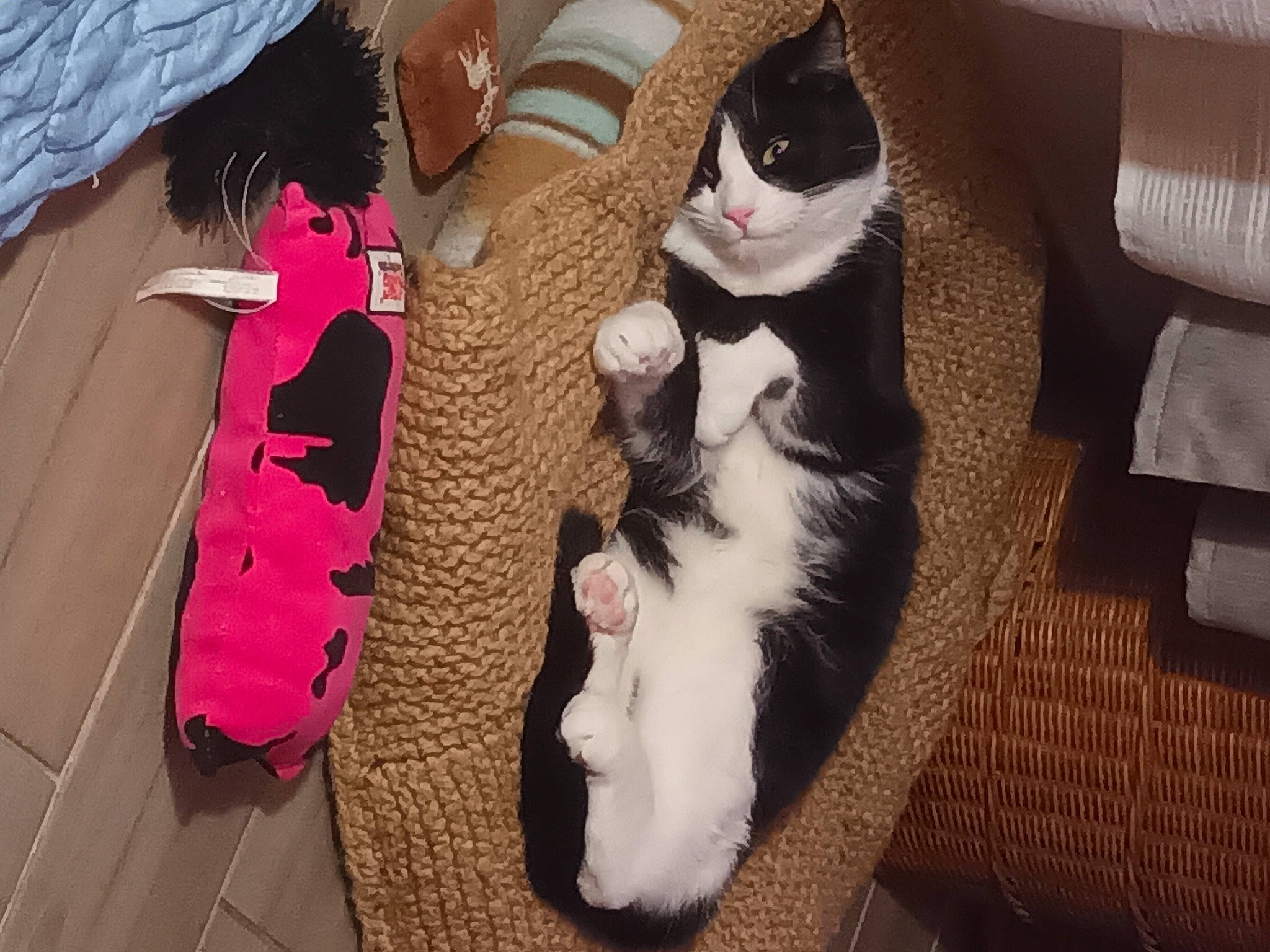 Liam a rejoint le concours — aidez-le/la à gagner de superbes lots ! canidae, carmine, carnivore, cat, companion_dog, domestic_short_haired_cat, fawn, felidae, flooring, fur, mammal, paw, small_to_medium_sized_cats, stuffed_toy, tail, textile, toy, vertebrate, whiskers, wood