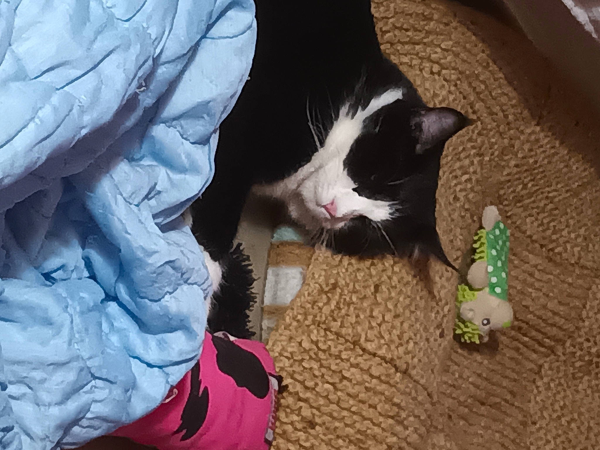 Liam a rejoint le concours — aidez-le/la à gagner de superbes lots ! black_cat, carnivore, cat, claw, comfort, denim, domestic_short_haired_cat, electric_blue, felidae, flooring, foot, fur, human_leg, lap, paw, plastic_bag, small_to_medium_sized_cats, tail, thigh, whiskers