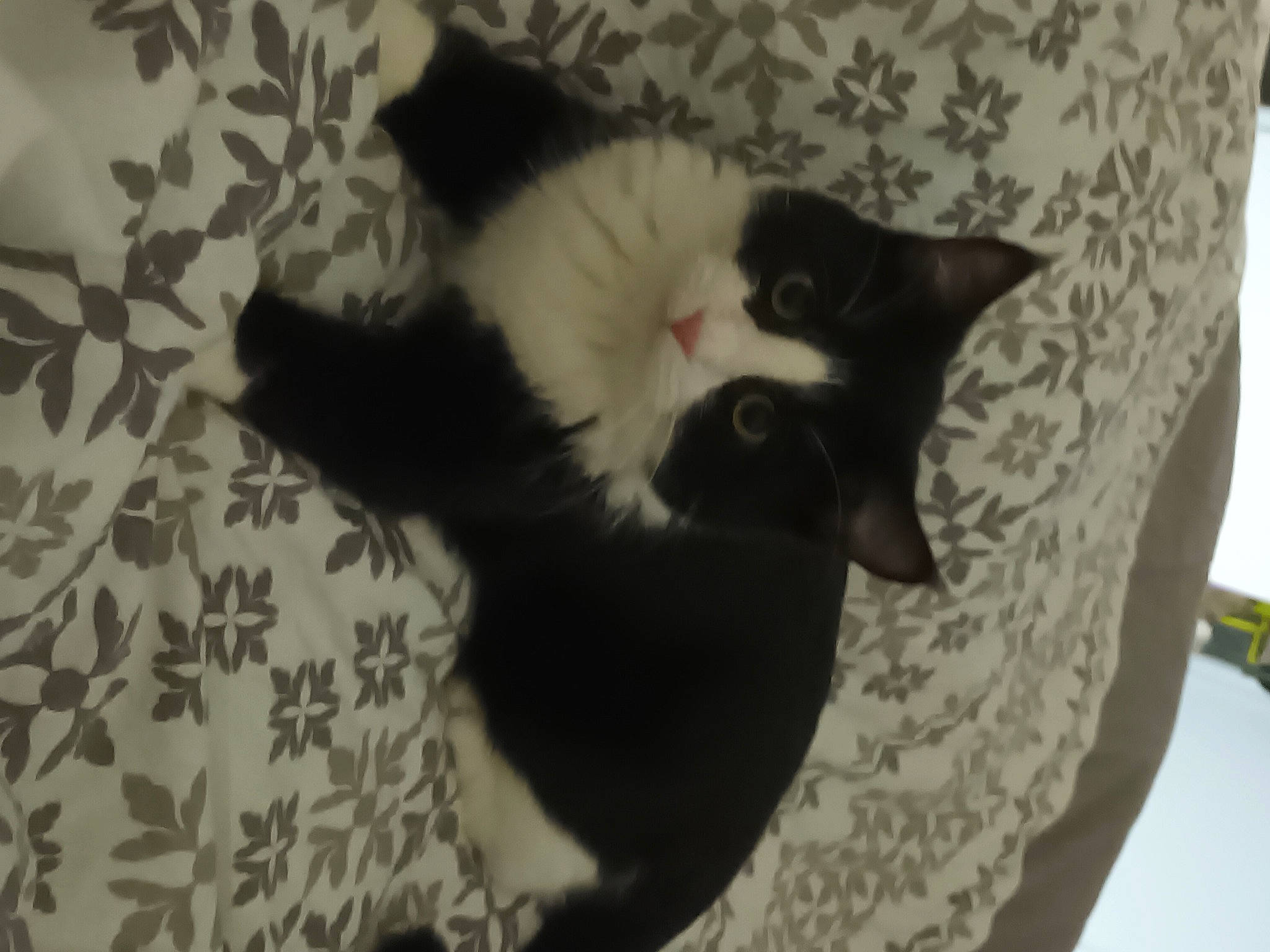 Liam a rejoint le concours — aidez-le/la à gagner de superbes lots ! carnivore, cat, cat_bed, cat_supply, claw, comfort, domestic_short_haired_cat, felidae, flooring, fur, grey, hardwood, linens, paw, room, small_to_medium_sized_cats, snout, tail, tree, whiskers