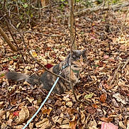 Freya is registered to the contest to win money with this photo: cat, leash, harness, forest, autumn, leaves, outdoor, animal, pet, nature, brown, orange, curious, feline, wildlife, tree, branch, ground, walking, exploration