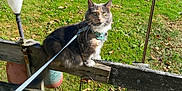 Freya joined the competition — help win amazing prizes! cat, outdoor, grass, fence, leash, harness, sunlight, garden, plant, wood, decoration, leaf, daylight, pet, animal, nature, greenery, rustic, curious, perched