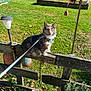 cat, outdoor, grass, fence, leash, harness, sunlight, garden, plant, wood, decoration, leaf, daylight, pet, animal, nature, greenery, rustic, curious, perched