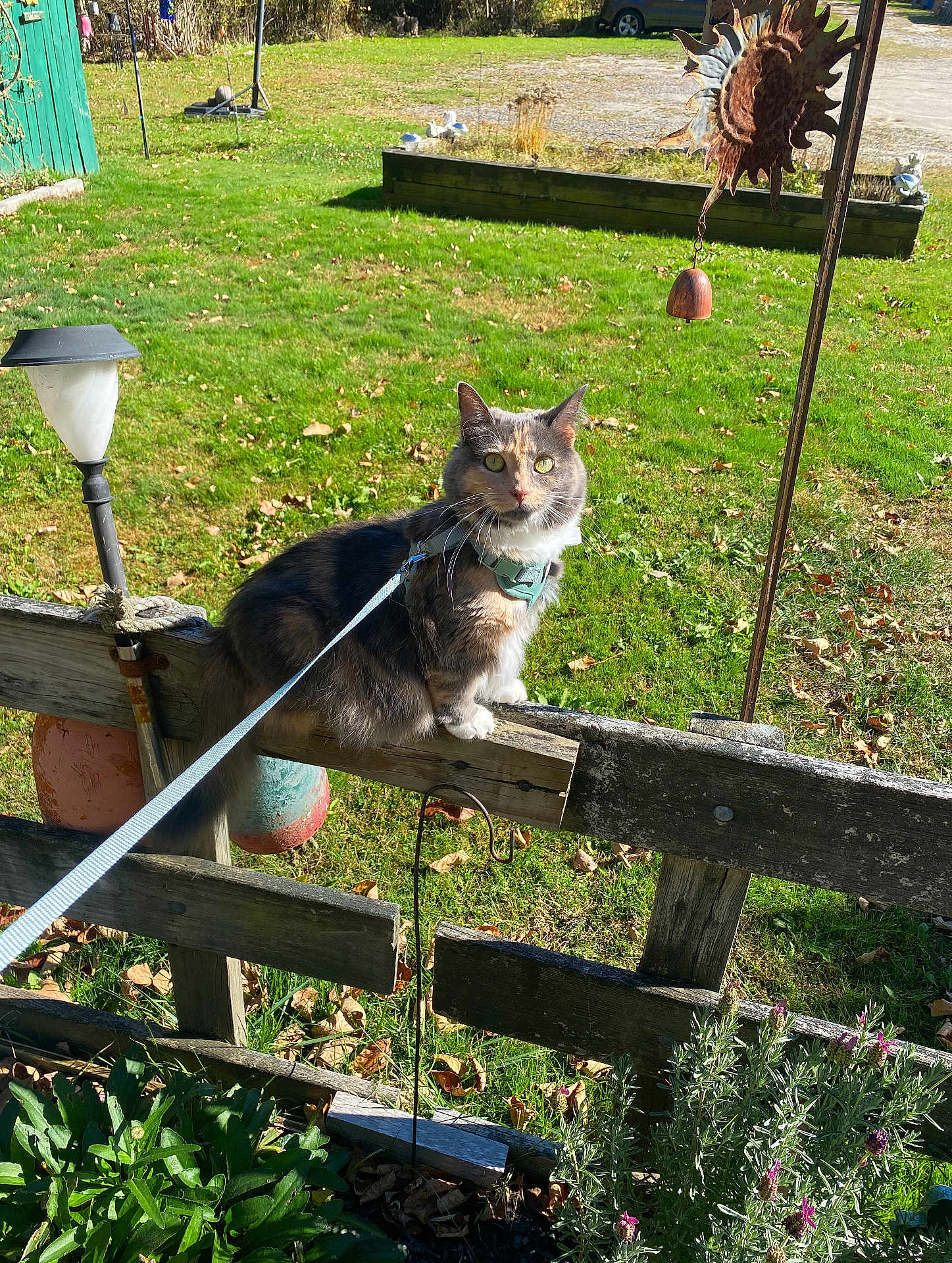 Freya joined the competition — help win amazing prizes! cat, outdoor, grass, fence, leash, harness, sunlight, garden, plant, wood, decoration, leaf, daylight, pet, animal, nature, greenery, rustic, curious, perched