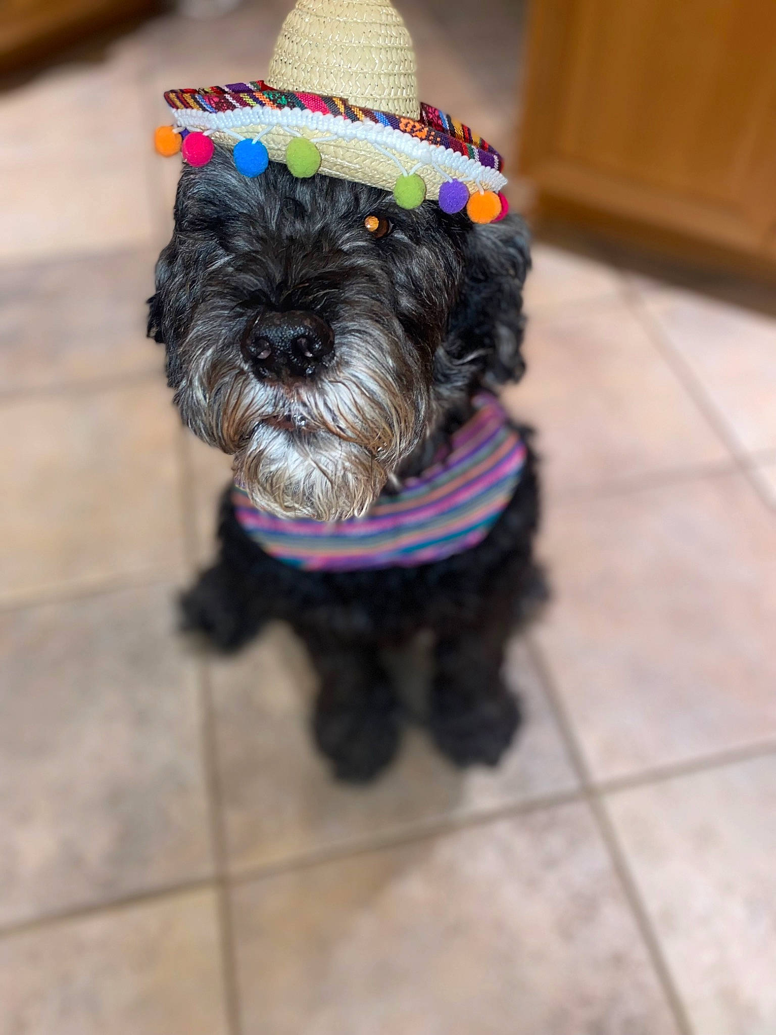 Miley is registered to the contest to win money with this photo: carnivore, collar, companion_dog, dog, dog_breed, dog_clothes, dog_collar, dog_supply, flooring, fur, leash, liver, pet_supply, snout, sporting_group, tail, tile_flooring, toy_dog, water_dog, working_animal