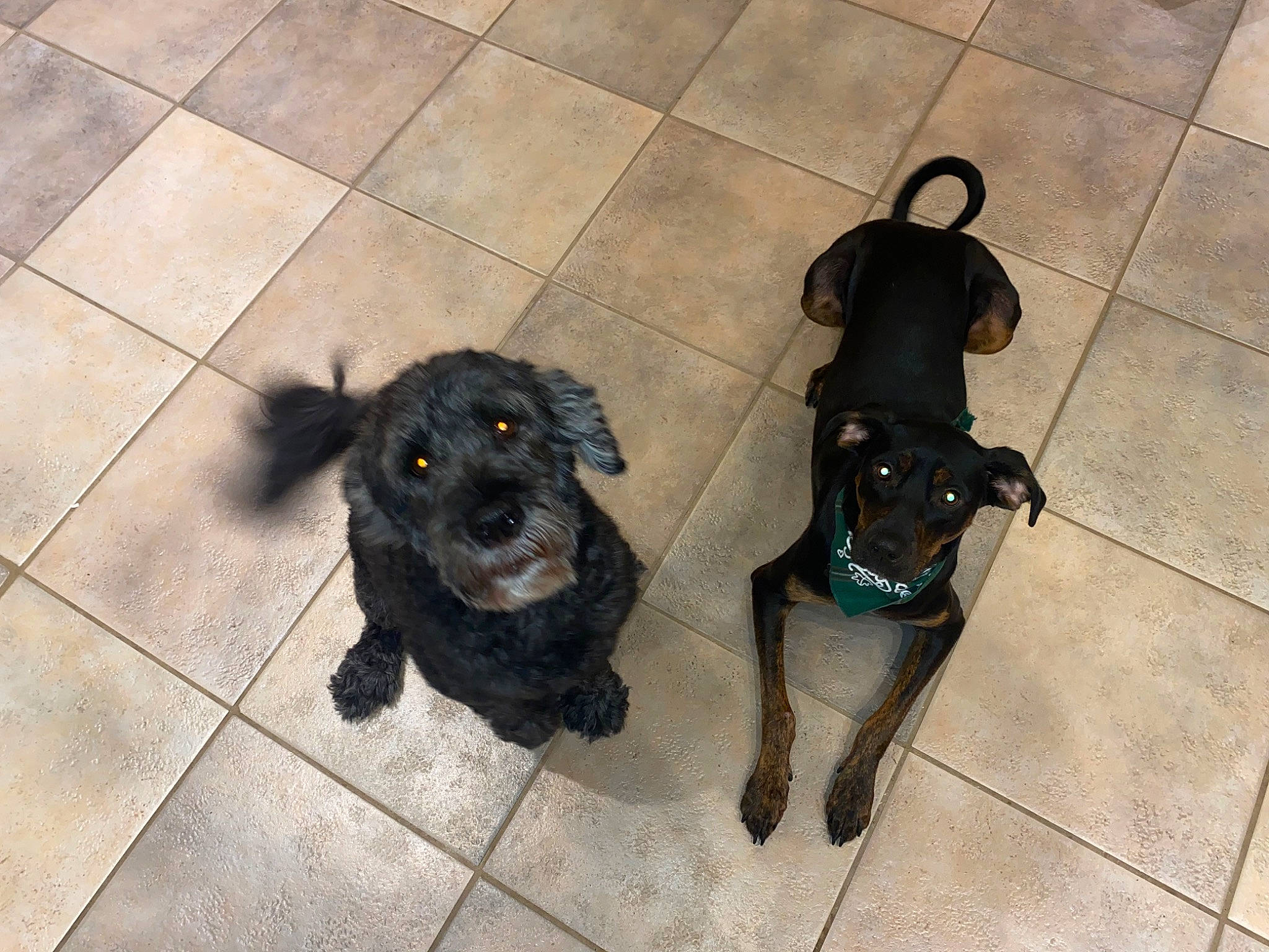 Miley joined the competition — help win amazing prizes! borador, canidae, carnivore, companion_dog, dog, dog_breed, floor, flooring, fur, leash, non_sporting_group, paw, shadow, snout, sporting_group, street_dog, tail, working_animal