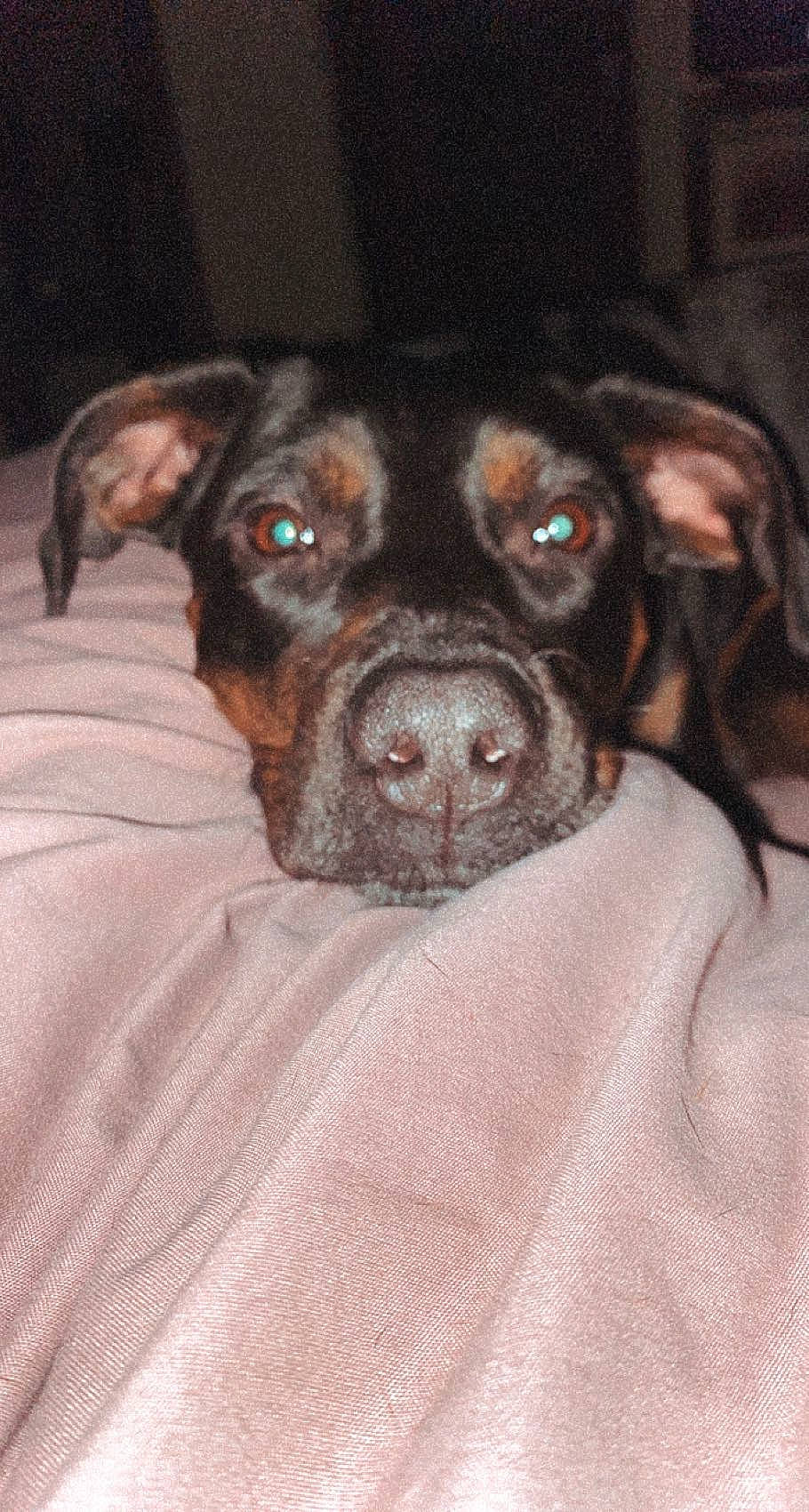 Rosey is registered to the contest to win money with this photo: canidae, carnivore, comfort, companion_dog, dog, dog_breed, ear, fawn, fur, guard_dog, liver, non_sporting_group, puppy, snout, sporting_group, terrestrial_animal, toy_dog, whiskers, working_animal, wrinkle