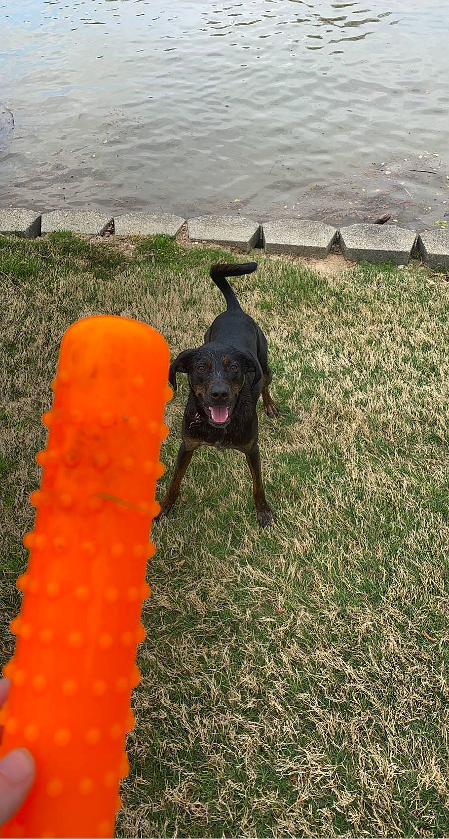 Rosey is registered to the contest to win money with this photo: canidae, carnivore, collar, companion_dog, dog, dog_breed, dog_collar, fashion_accessory, grass, guard_dog, horizon, landscape, leash, ocean, shadow, soil, sporting_group, tail, water, working_animal