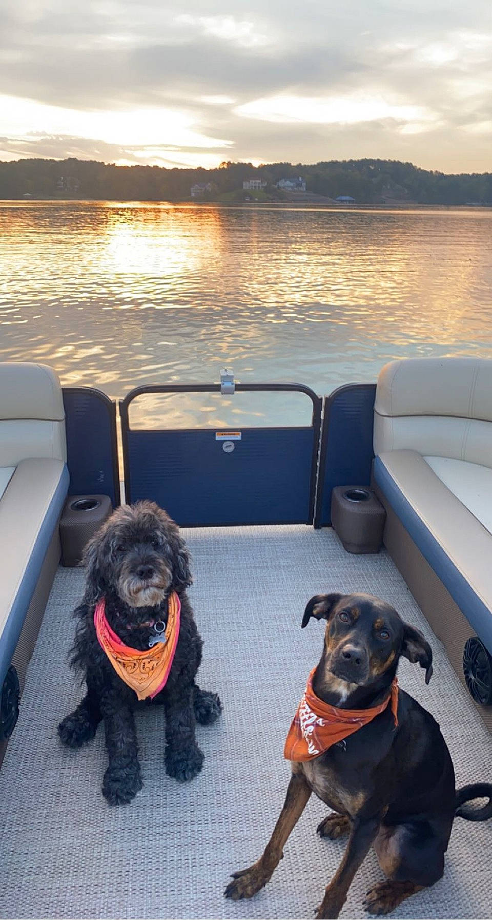 Rosey is registered to the contest to win money with this photo: boat, boats_and_boating_equipment_and_supplies, canidae, carnivore, cloud, collar, companion_dog, dog, dog_breed, dog_collar, horizon, lake, leisure, liver, sky, sporting_group, vehicle, water, watercraft, working_animal