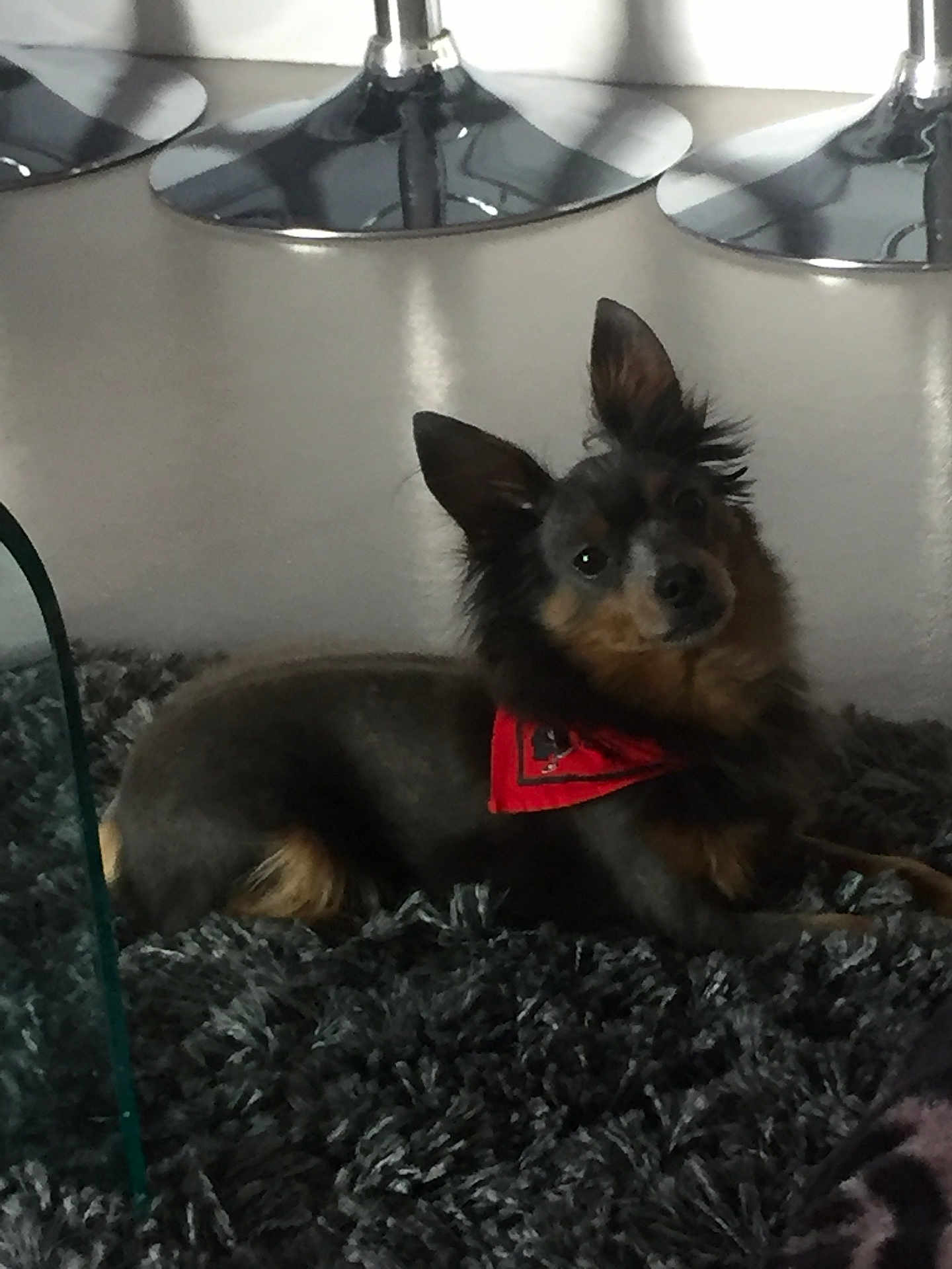 Léo a rejoint le concours — aidez-le/la à gagner de superbes lots ! dog, bandana, carpet, indoor, furniture, stool, metal, pet, small_dog, curious, relaxed, fur, ears, looking, floor, home, cozy, animal, domestic, black
