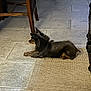 dog, small_dog, indoor, flooring, stone_tiles, rug, woven_rug, wooden_chair, furniture, pet, animal, resting, ears, watching, quiet, brown, black, side_view, calm, home