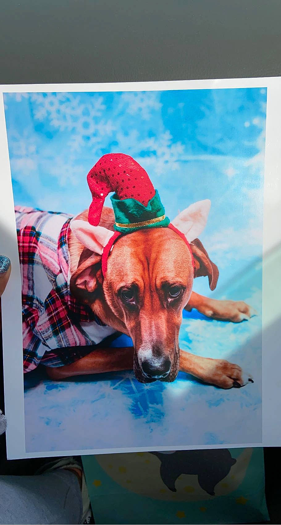 Pumpkin joined the competition — help win amazing prizes! canidae, carnivore, companion_dog, dog, dog_breed, dog_clothes, dog_supply, paint, painting, paw, photographic_paper, plaid, sporting_group, tartan, working_animal, working_dog