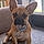 Scooby