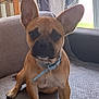 animal, brown_dog, canine, collar, couch, curtains, dog, domestic_animal, ears, floor, furniture, gray_couch, home, indoor, living_room, paw, pet, sitting, window, wooden_cabinet