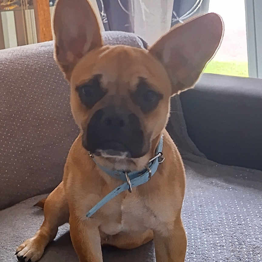 Scooby a rejoint le concours — aidez-le/la à gagner de superbes lots ! animal, brown_dog, canine, collar, couch, curtains, dog, domestic_animal, ears, floor, furniture, gray_couch, home, indoor, living_room, paw, pet, sitting, window, wooden_cabinet