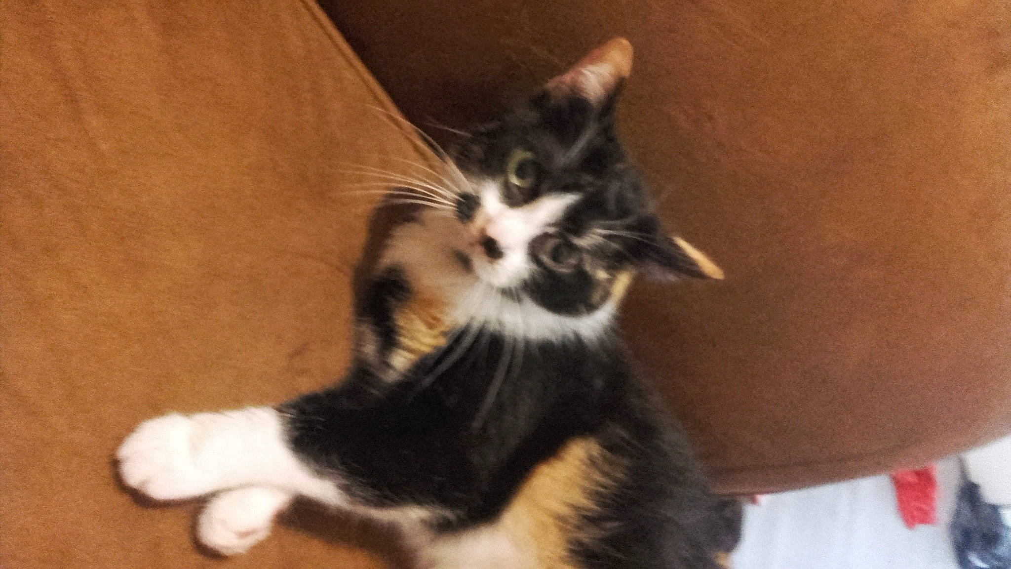 Havana participe au concours pour gagner de l'argent avec cette photo : canidae, carnivore, cat, cat_supply, claw, comfort, dog_breed, domestic_short_haired_cat, felidae, flooring, fur, hardwood, paw, small_to_medium_sized_cats, tail, whiskers