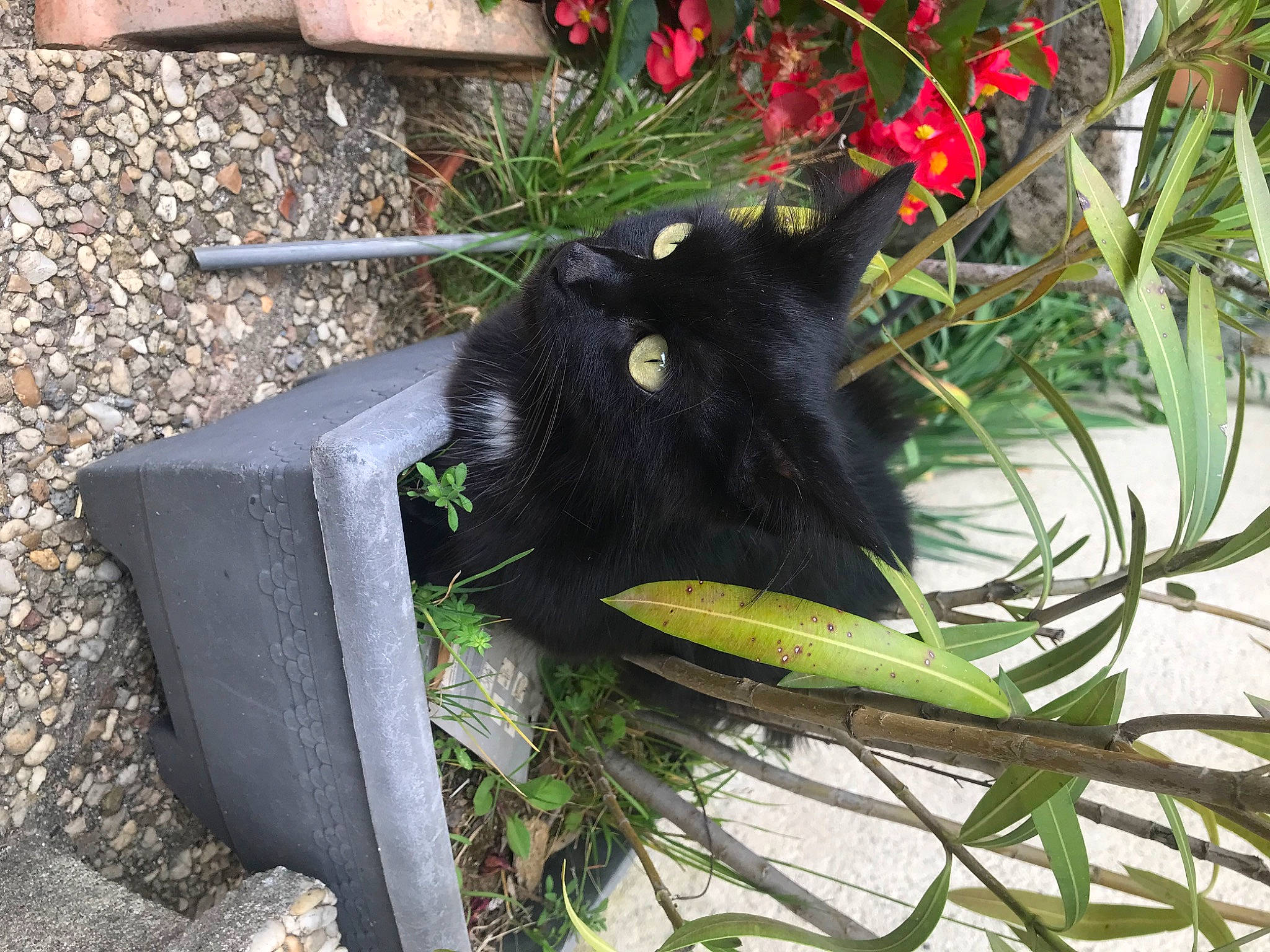 Roquette a rejoint le concours — aidez-le/la à gagner de superbes lots ! beak, black_cat, carmine, carnivore, cat, domestic_short_haired_cat, felidae, flower, flowering_plant, flowerpot, fur, grass, plant, plant_stem, small_to_medium_sized_cats, tail, terrestrial_animal, terrestrial_plant, twig, whiskers