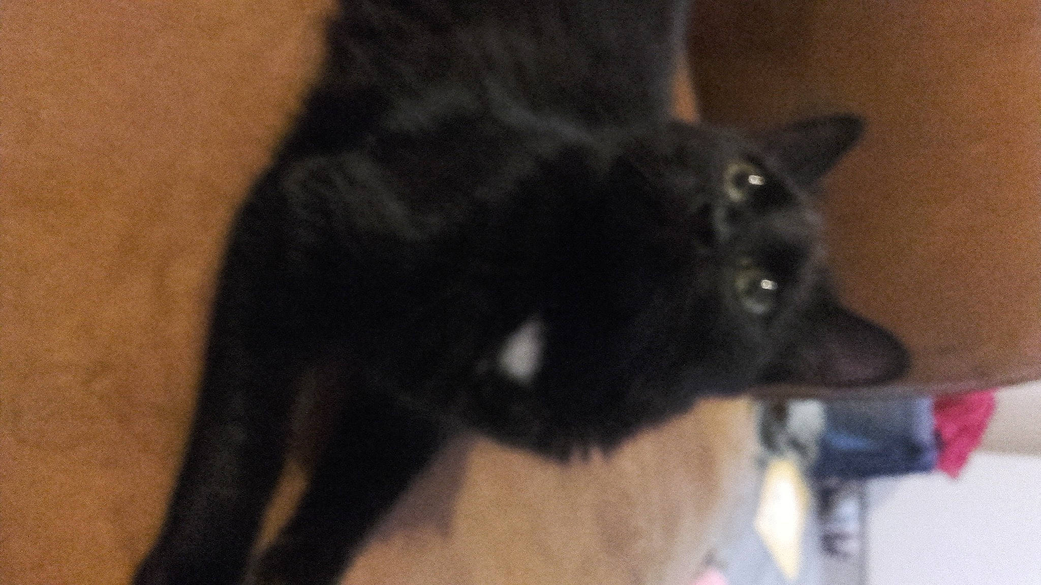 Roquette participe au concours pour gagner de l'argent avec cette photo : black_cat, bombay, carnivore, cat, dog_breed, domestic_short_haired_cat, felidae, fur, natural_material, small_to_medium_sized_cats, tail, terrestrial_animal, whiskers