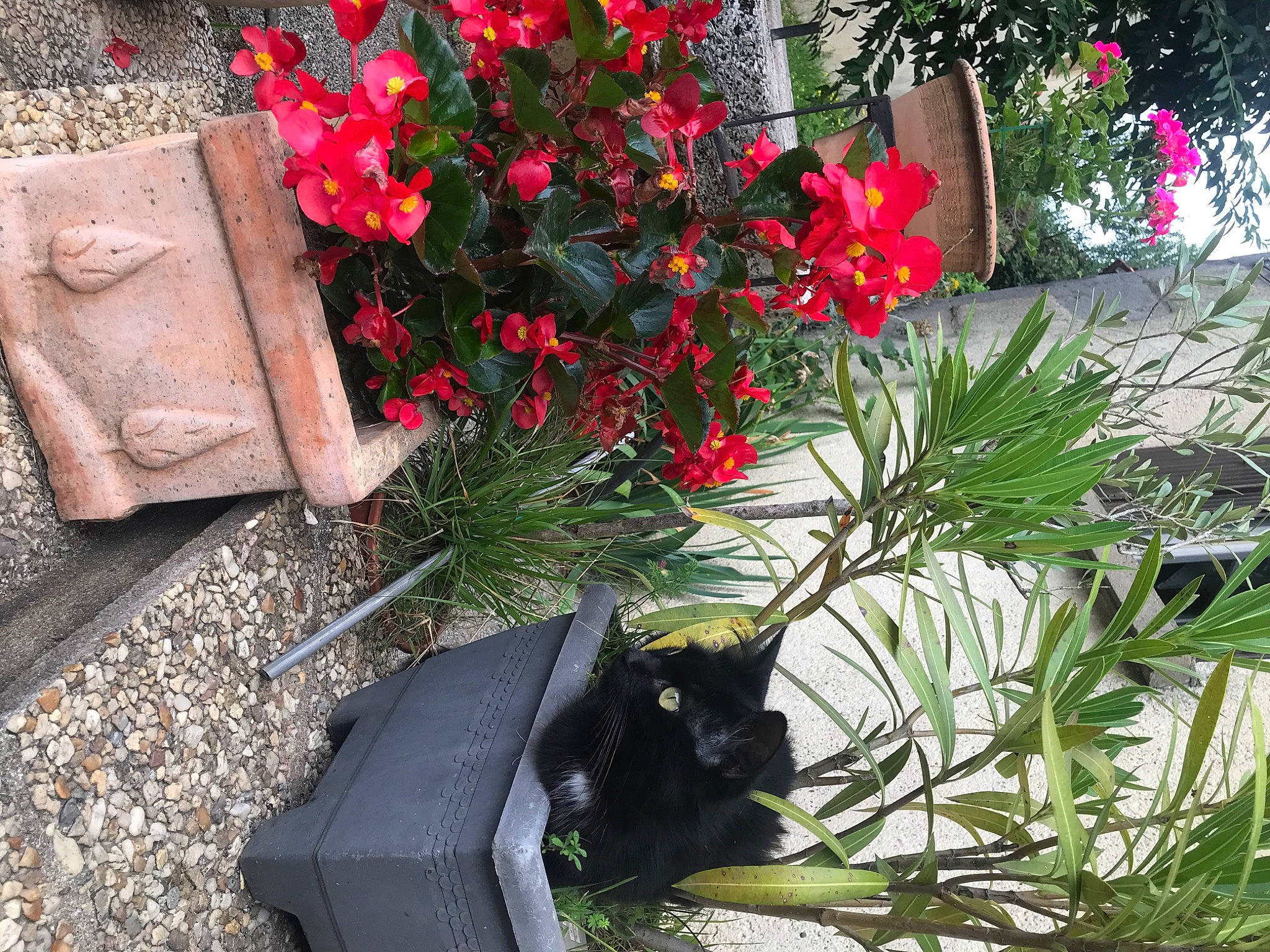 Roquette a rejoint le concours — aidez-le/la à gagner de superbes lots ! annual_plant, carmine, floral_design, flower, flower_arranging, flowering_plant, garden, grass, grave, groundcover, herbaceous_plant, landscape, landscaping, magenta, perennial_plant, petal, plant, shrub, spring, terrestrial_plant