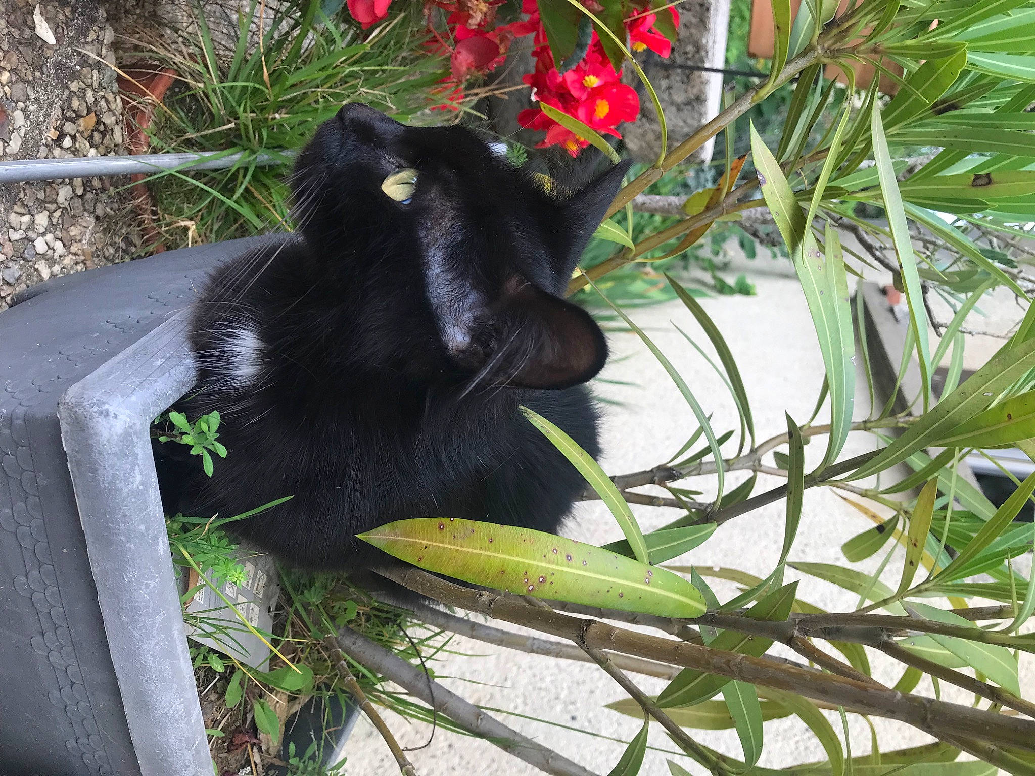 Roquette participe au concours pour gagner de l'argent avec cette photo : black_cat, bombay, carnivore, cat, domestic_short_haired_cat, felidae, flower, flowering_plant, foot, fur, grass, natural_material, plant, small_to_medium_sized_cats, tail, terrestrial_animal, terrestrial_plant, tree, twig, whiskers