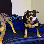 Shorty joined the competition — help win amazing prizes! dog, bed, blanket, crate, indoor, pet, animal, black_and_tan, merle, furniture, canine, domestic, happy, playful, resting, companion, cute, two_dogs, smiling, home