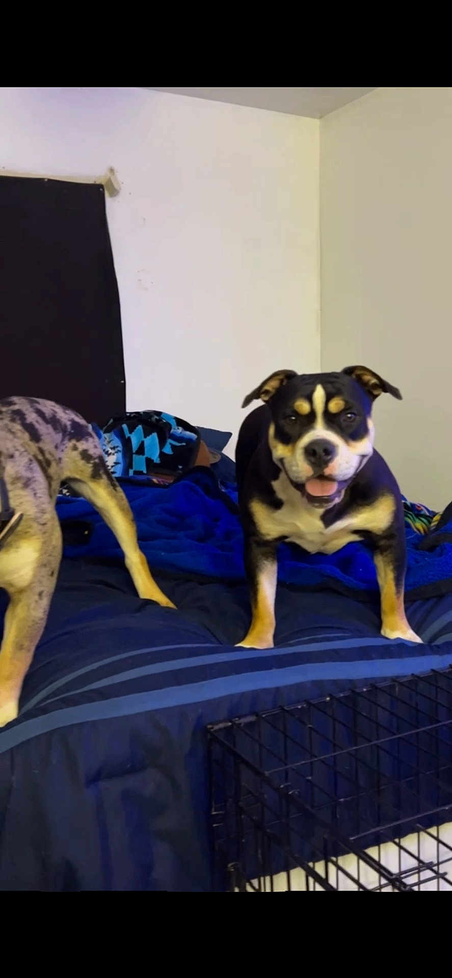 Shorty joined the competition — help win amazing prizes! dog, bed, blanket, crate, indoor, pet, animal, black_and_tan, merle, furniture, canine, domestic, happy, playful, resting, companion, cute, two_dogs, smiling, home