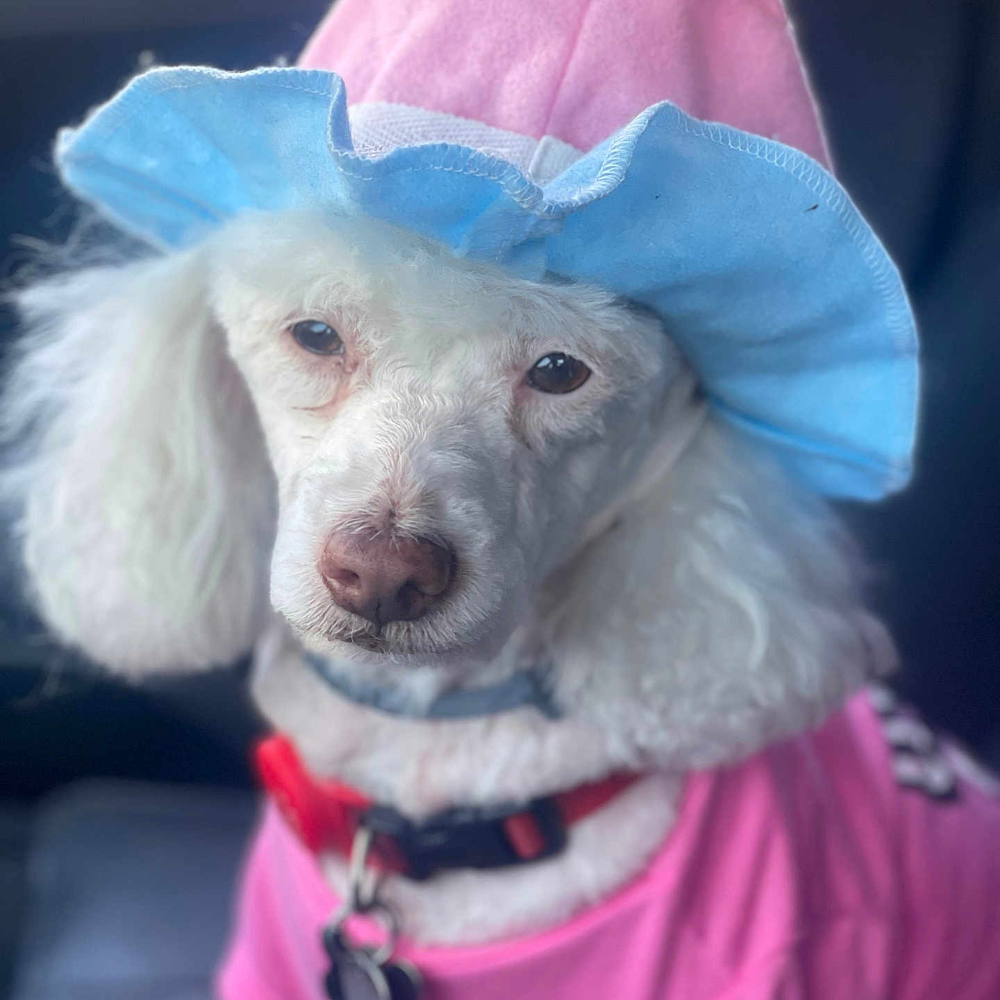 Countess is registered to the contest to win money with this photo: animal, calm, canine, closeup, collar, costume, cute, dog, domestic_animal, fashion, fluffy, hat, indoor, pet, pet_accessory, pink_clothing, poodle, portrait, sitting, white_dog