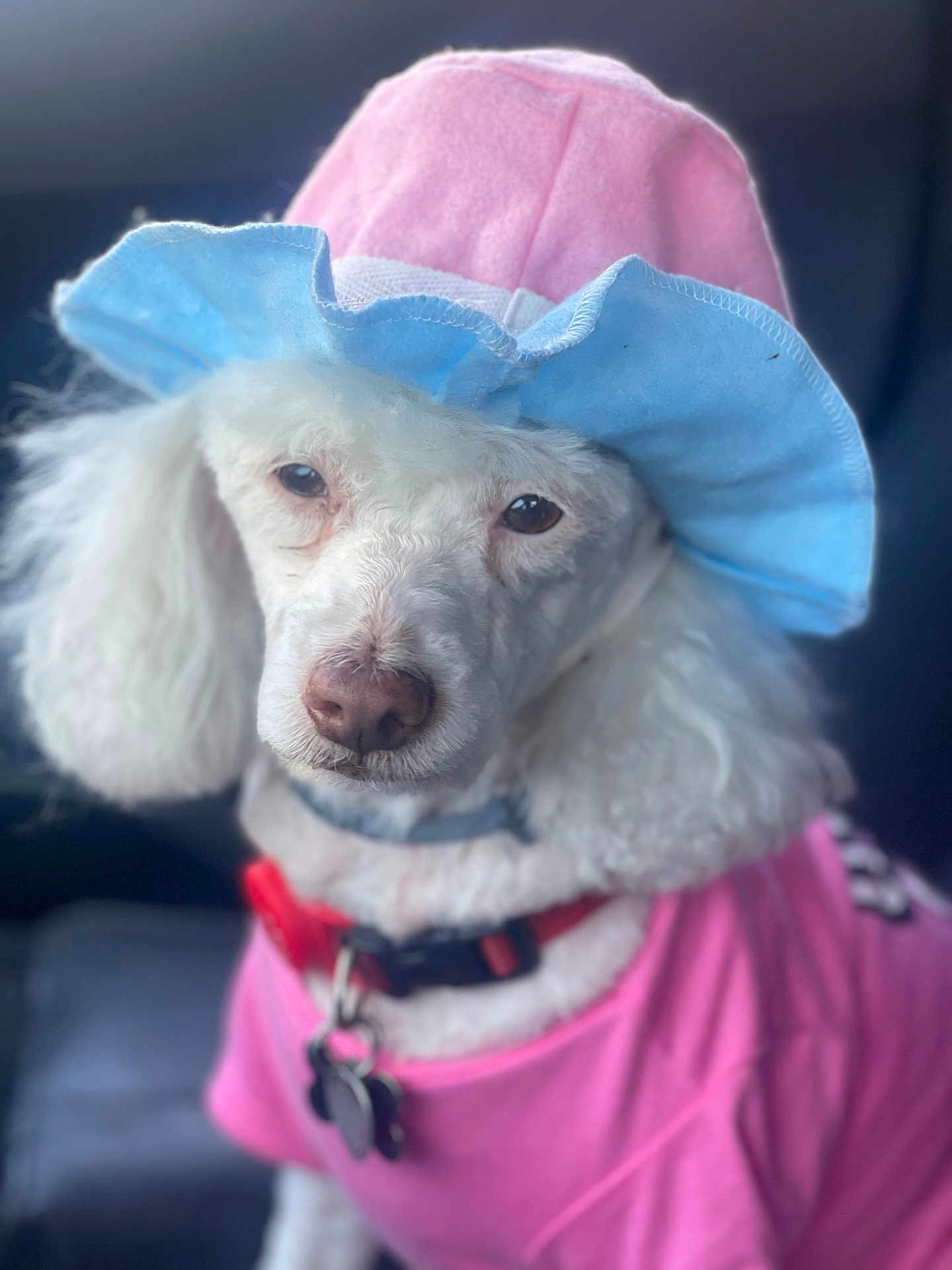 Countess is registered to the contest to win money with this photo: dog, poodle, white_dog, pet, hat, pink_clothing, costume, animal, portrait, cute, fluffy, collar, indoor, closeup, canine, fashion, pet_accessory, sitting, domestic_animal, calm