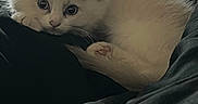 Snowball is registered to the contest to win money with this photo: animal, bed, blanket, blue_eyes, cat, cozy, curious, cute, domestic_animal, fluffy, fur, indoor, kitten, paw, pet, resting, sleepy, small, white_fur, young