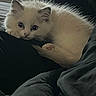 animal, bed, blanket, blue_eyes, cat, cozy, curious, cute, domestic_animal, fluffy, fur, indoor, kitten, paw, pet, resting, sleepy, small, white_fur, young