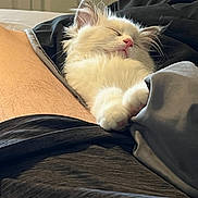 Snowball is registered to the contest to win money with this photo: bed, blanket, cat, closeup, comfort, cozy, cute, domestic_animal, feline, fluffy, fur, human_leg, indoor, nap, paw, pet, relaxing, resting, sleeping, white_cat
