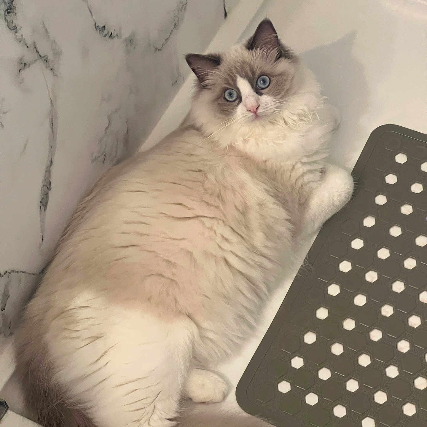 Snowball