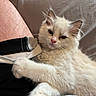 Snowball joined the competition — help win amazing prizes! animal, blue_eyes, cat, clothing, cozy, cute, fabric, fluffy, fur, indoor, kitten, lap, light, paw, person, pet, relaxed, resting, soft, whiskers