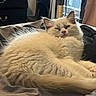Snowball is registered to the contest to win money with this photo: