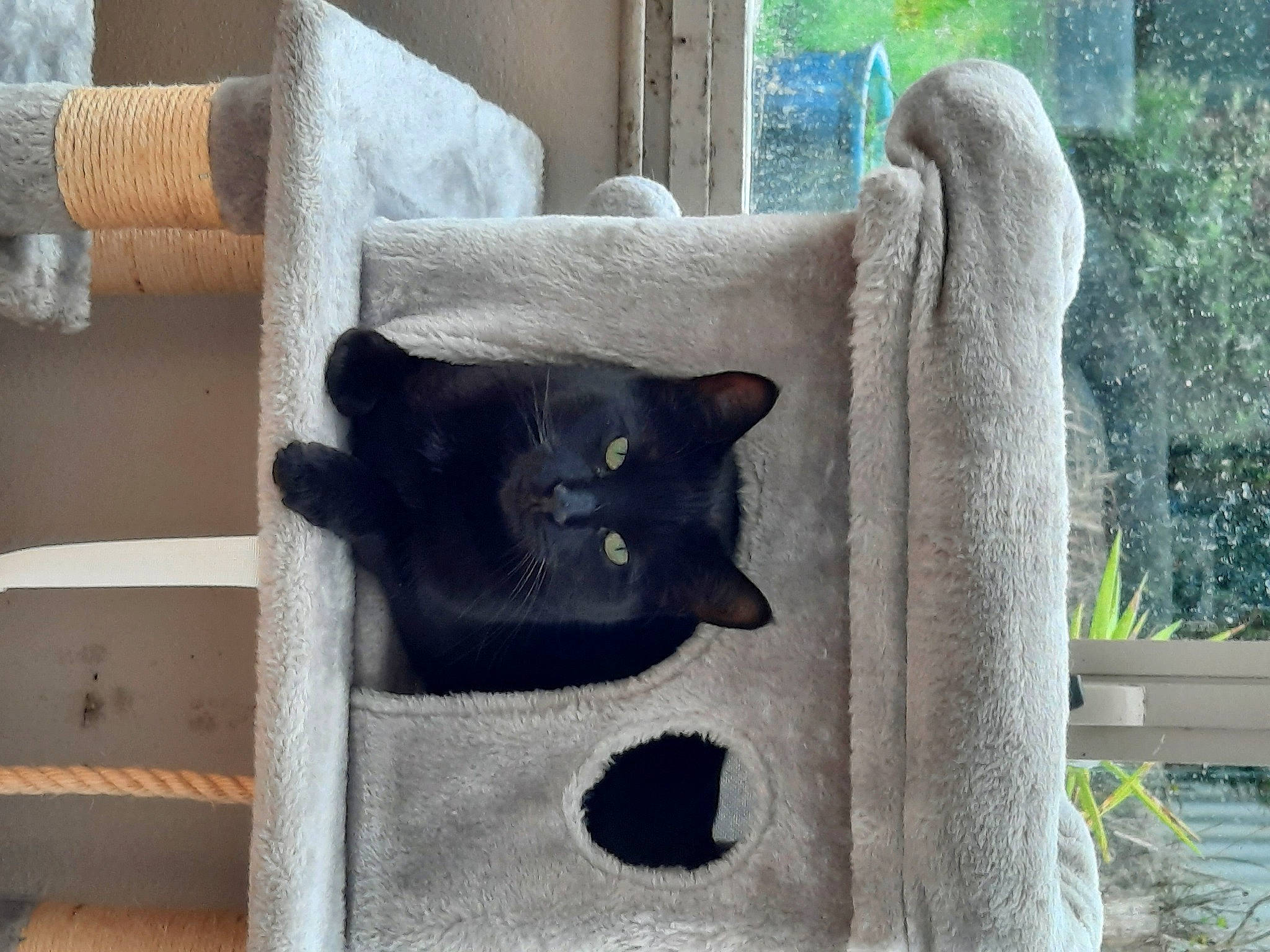 Ourson participe au concours pour gagner de l'argent avec cette photo : black_cat, bombay, carnivore, cat, cat_furniture, cat_supply, chair, comfort, domestic_short_haired_cat, felidae, fur, grey, plant, small_to_medium_sized_cats, snout, tail, textile, whiskers, window, wood