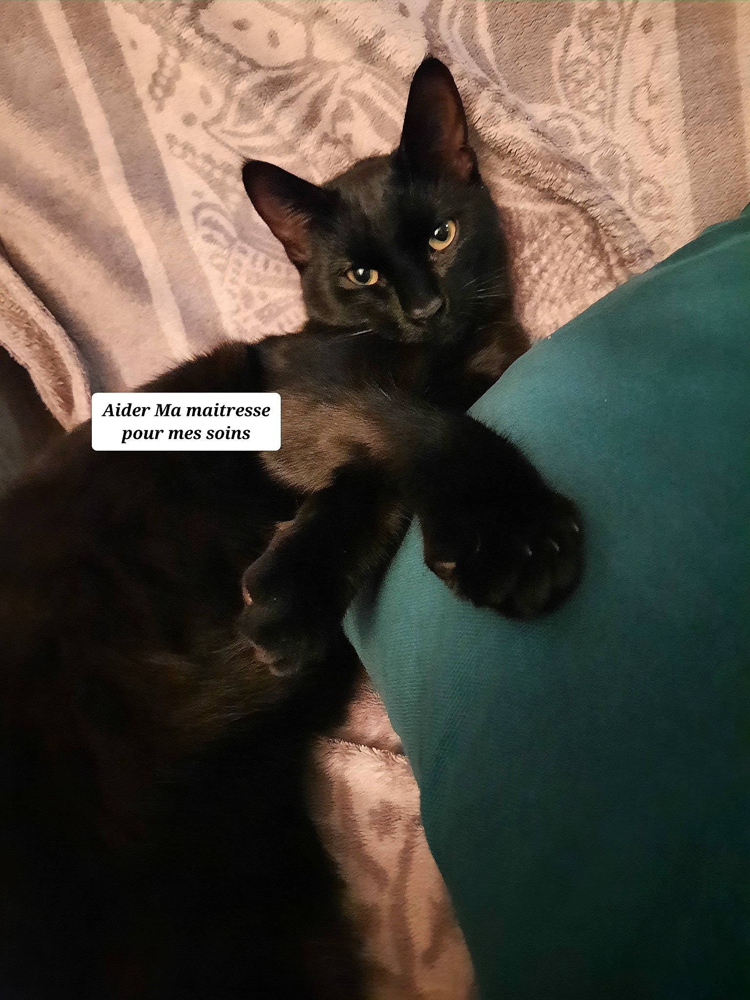 Ourson participe au concours pour gagner de l'argent avec cette photo : black_cat, carnivore, cat, comfort, darkness, domestic_short_haired_cat, felidae, fur, grey, photo_caption, small_to_medium_sized_cats, snout, tail, whiskers