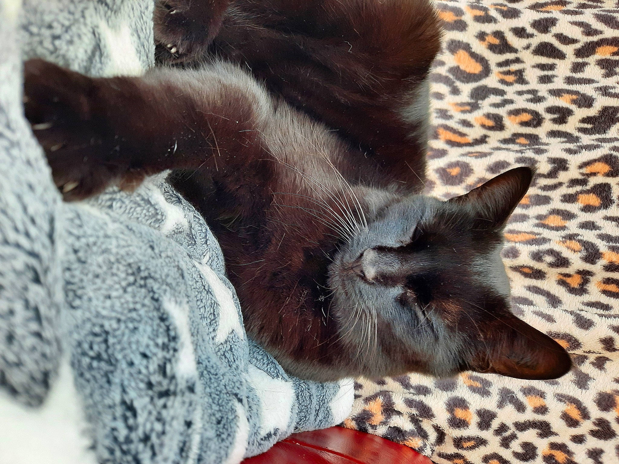 Ourson a rejoint le concours — aidez-le/la à gagner de superbes lots ! black_cat, carnivore, cat, claw, comfort, creative_arts, domestic_short_haired_cat, fawn, felidae, foot, fur, grey, human_leg, pattern, paw, small_to_medium_sized_cats, snout, tail, terrestrial_animal, whiskers