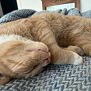 Biscuit joined the competition — help win amazing prizes! cat, sleeping, orange_cat, white_paw, close_up, pet, feline, fur, cozy, blanket, indoor, relaxation, napping, cute, animal, whiskers, soft, resting, domestic_cat, peaceful