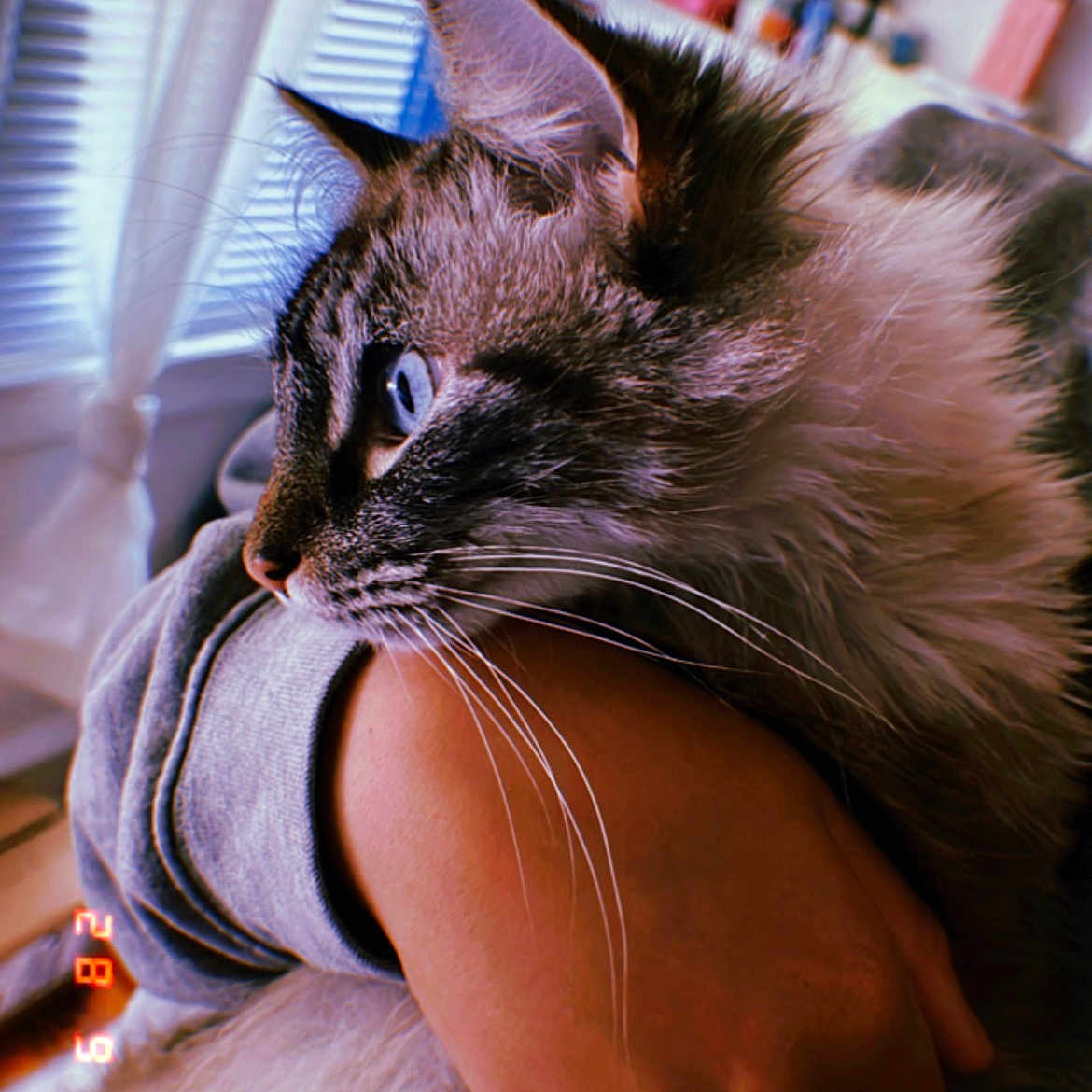 Bella