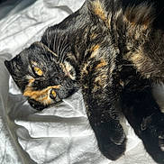 Ponyo a rejoint le concours — aidez-le/la à gagner de superbes lots ! cat, tortoiseshell, fur, yellow_eyes, relaxed, sunlight, white_sheet, pet, animal, whiskers, sleepy, closeup, paw, indoor, feline, cozy, resting, cute, soft_light, domestic_cat